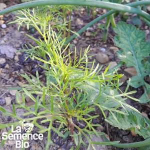 Cosmos sensation en mélange bio