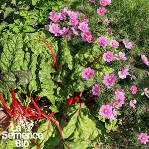 Cosmos sensation en mélange bio