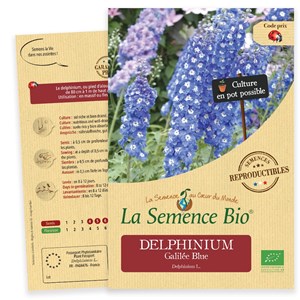 Delphinium galilée blue bio