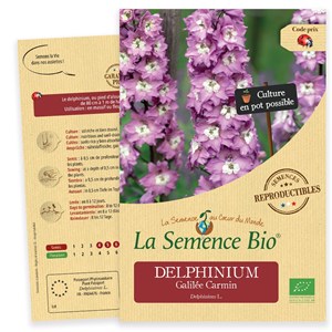Delphinium galilée carmin bio