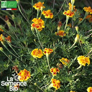 Oeillet d'inde légion d'honneur bio