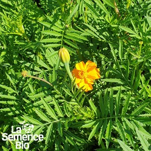 Oeillet d'inde légion d'honneur bio