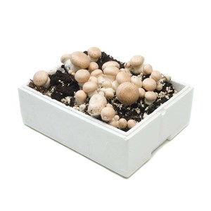 Kit complet 'champignons blancs de paris