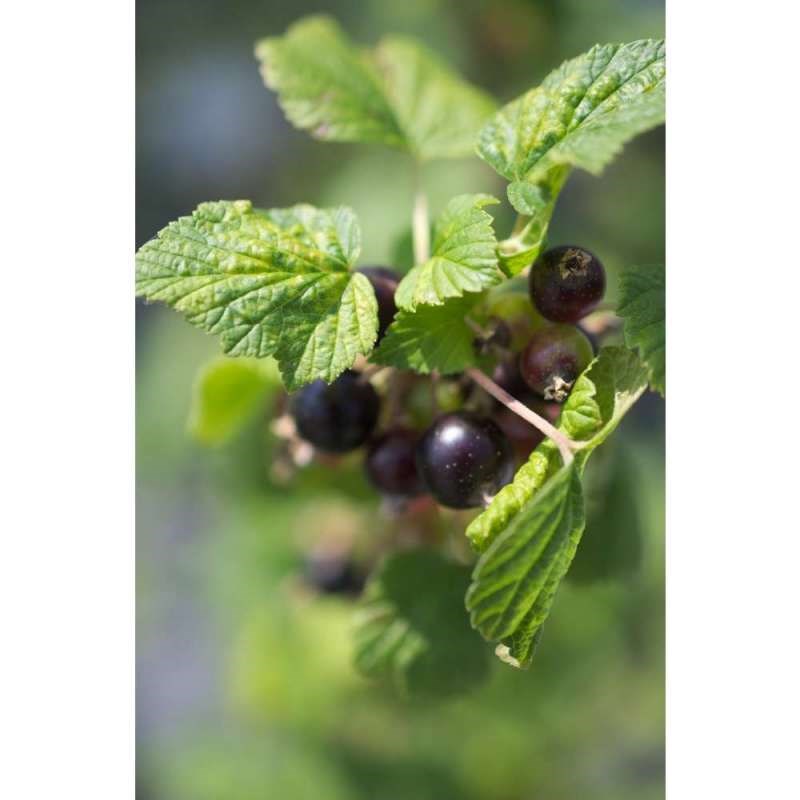 Cassis andega c 1,5 litres - fleur