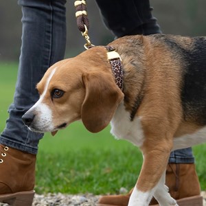 Collier le léopard - taille xs
