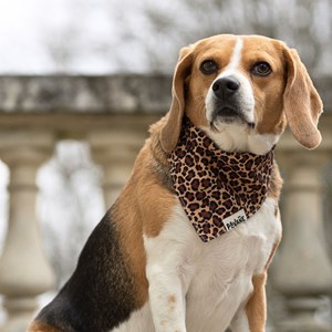 Bandana le léopard - taille m