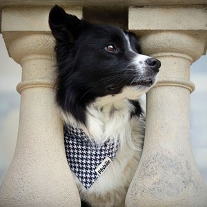 Bandana le pied-de-poule - taille m