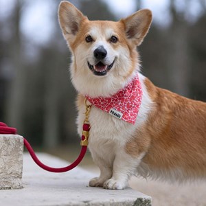 Bandana le petits coeurs - taille m
