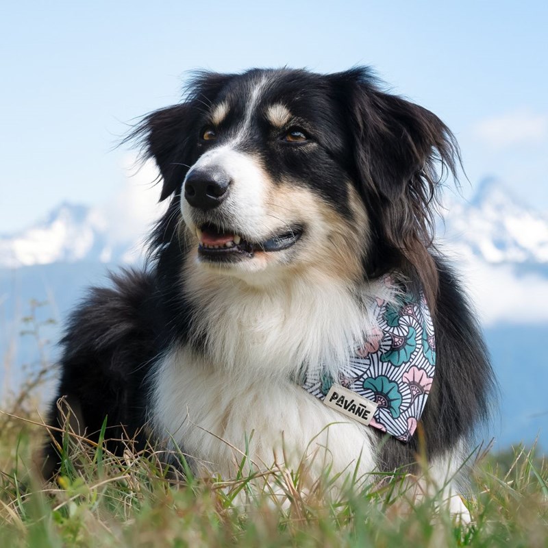 Pavane - Bandana le wax rose - taille m