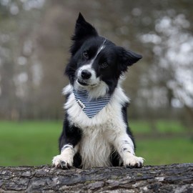 Bandana le marinière - taille l