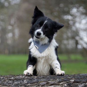 Bandana le marinière - taille l