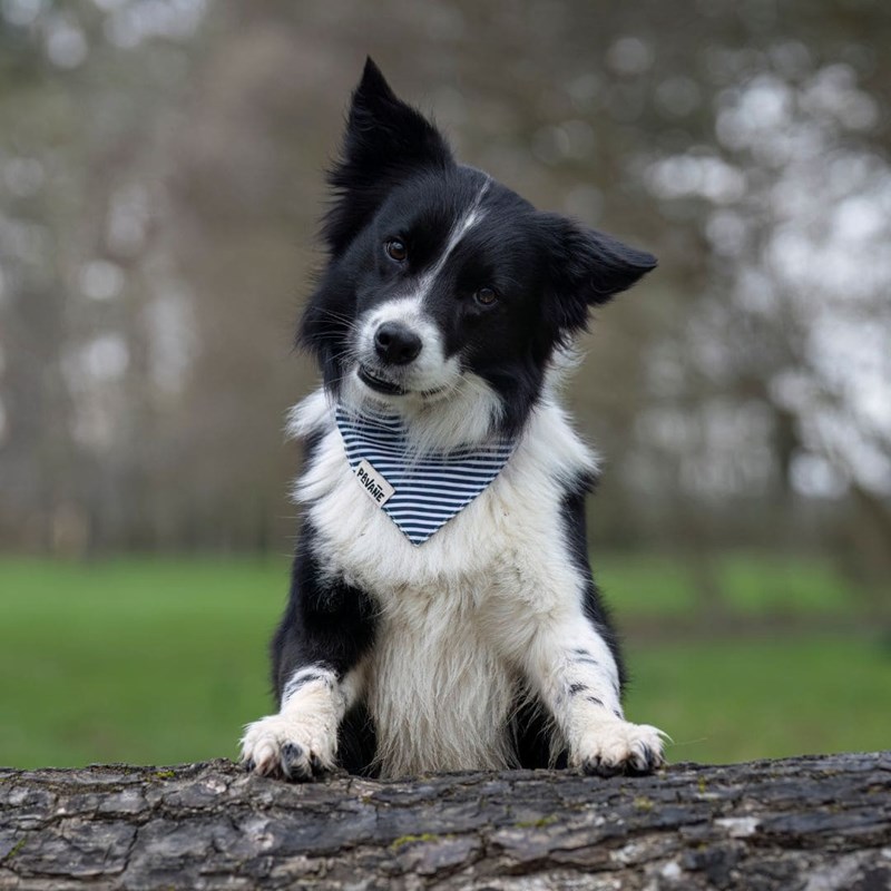 Pavane - Bandana le marinière - taille l