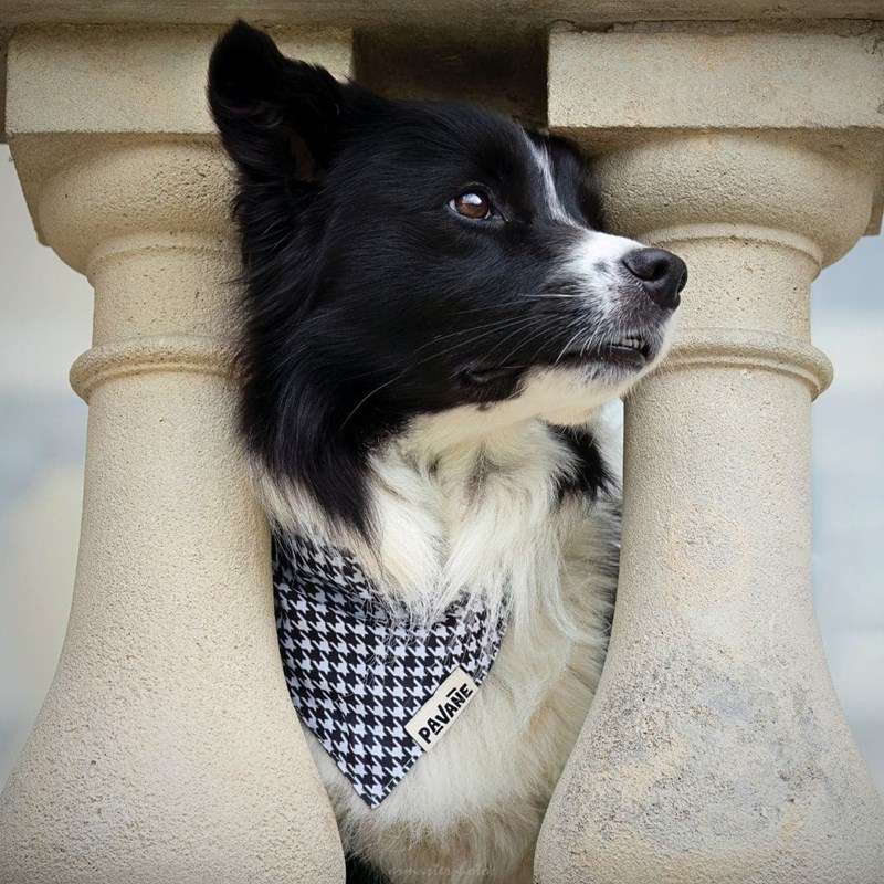 Bandana le pied-de-poule - taille l