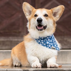 Bandana le marguerite - taille l