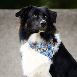 Bandana le wax bleu - taille l