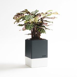 Le pot cocagne anthracite