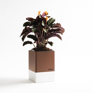 Le pot cocagne corten