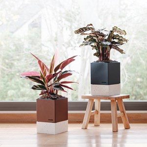 Duo de pot à auto-arrosage et son terreau spécifique