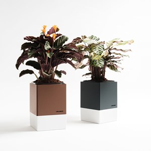 Le duo cocagne bicolor