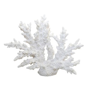Corail blanc décoratif