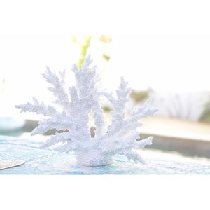 Corail blanc décoratif