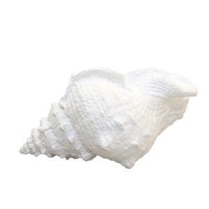 Coquillage blanc décoratif