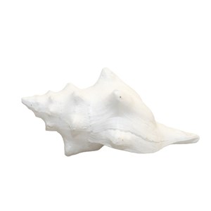 Coquillage blanc décoratif