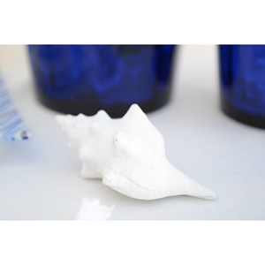 Coquillage blanc décoratif