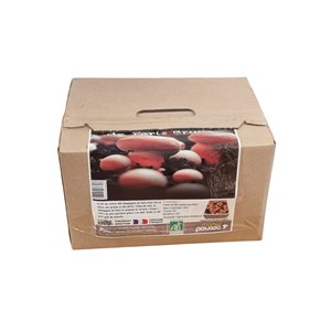 Kit culture de champignons de paris brun