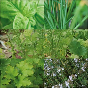 Coffret de graines bio aromatiques