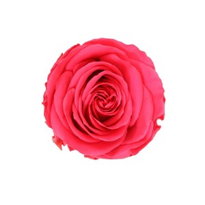 Rose en tige stabilisée coloris fuschia