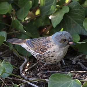 Accenteur moucher oiseau en bois