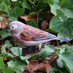 Linotte mélodieuse oiseau en bois