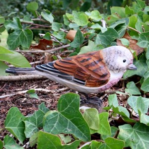 Linotte mélodieuse oiseau en bois
