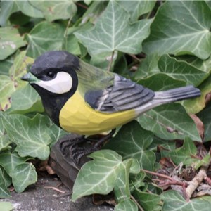 Mesange charbonniere oiseau bois