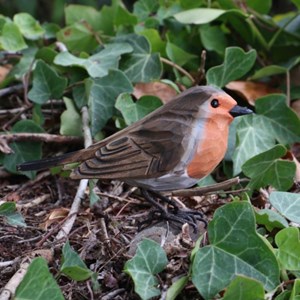 Rouge gorge oiseau bois grandeur nature