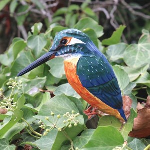 Martin pecheur oiseau en bois