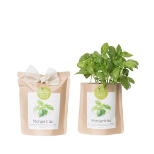 Kit bio prêt à pousser basilic