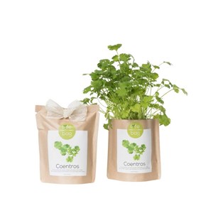 Kit bio prêt à pousser coriandre