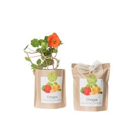 Kit bio prêt à pousser capucine