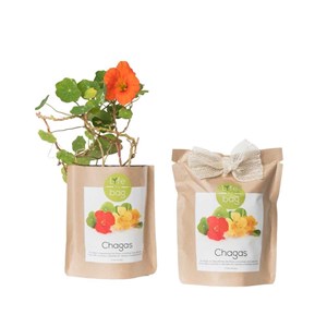 Kit bio prêt à pousser capucine