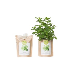 Kit bio prêt à pousser menthe
