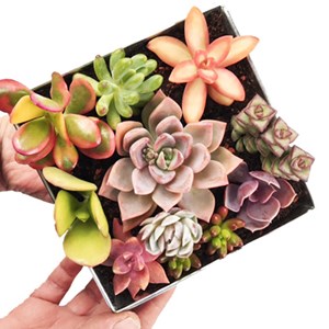 Valise découverte succulentes
