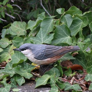 Sittelle torchepot oiseau en bois