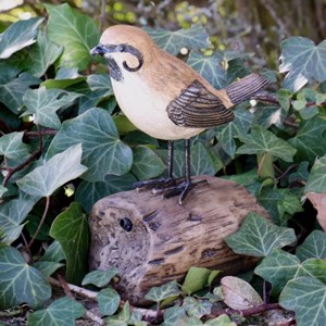 Moineau oiseau d'accueil détecteur