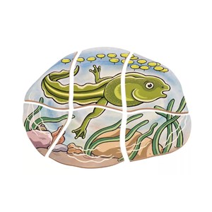 Puzzle développement grenouilles