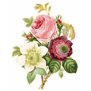Rose, anémone et clématite de redouté