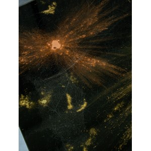 Donna, la table basse en verre n°122