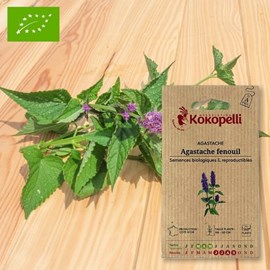 Agastache fenouil- graines bio à semer