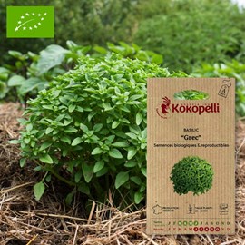 Basilic grec- graines bio à semer